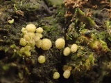 Coprotus vicinus image