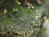 Sporormiella lageniformis image