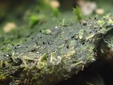 Sporormiella lageniformis image