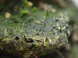 Sporormiella lageniformis image
