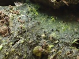 Sporormiella lageniformis image