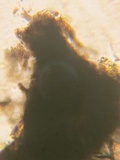 Sporormiella lageniformis image