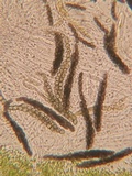 Sporormiella lageniformis image