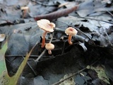 Tubaria conspersa image