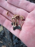 Tubaria conspersa image
