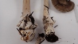 Amanita constricta image