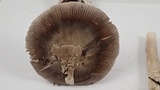 Amanita constricta image