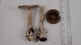 Amanita constricta image