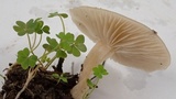 Clitocybe fragrans image