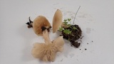 Clitocybe fragrans image