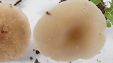 Clitocybe fragrans image