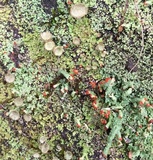 Cladonia pleurota image