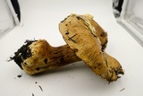 Cortinarius glaucopus image
