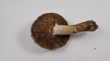 Cortinarius infractus image