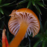 Rickenella fibula image