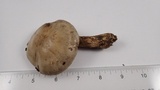 Cortinarius infractus image