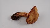 Cortinarius rubicundulus image