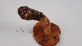 Cortinarius rubicundulus image