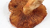 Cortinarius rubicundulus image