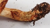 Cortinarius rubicundulus image