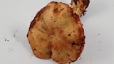 Cortinarius rubicundulus image