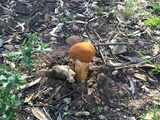 Battarrea phalloides image