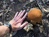 Battarrea phalloides image