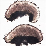 Caloplaca teicholyta image