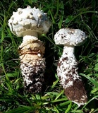 Amanita magniverrucata image