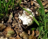Amanita magniverrucata image
