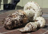 Amanita magniverrucata image