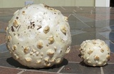 Amanita magniverrucata image