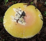 Amanita aprica image