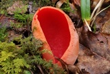 Sarcoscypha austriaca image