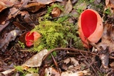 Sarcoscypha austriaca image