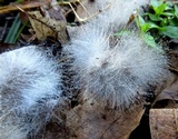 Phycomyces blakesleeanus image