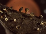 Craterium aureum image