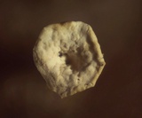 Craterium aureum image