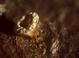 Craterium aureum image