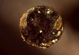 Craterium aureum image