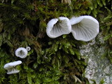 Rimbachia bryophila image