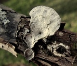Poronidulus conchifer image