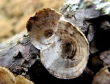 Poronidulus conchifer image