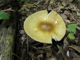 Amanita sect. Vaginatae image