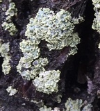 Physcia millegrana image