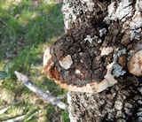 Perenniporia fraxinophila image