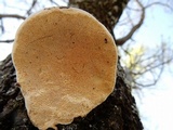 Perenniporia fraxinophila image