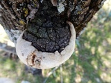 Perenniporia fraxinophila image