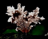 Xylaria cubensis image