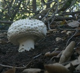 Amanita magniverrucata image